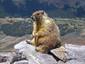 marmottesite marmottesite
